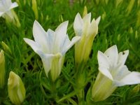 White trumpet flowers with blue spotting